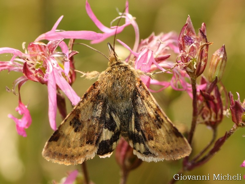 Noctuida da id - Heliothis viriplaca